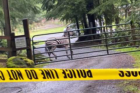 Zebras Flee Down Interstate in Washington State