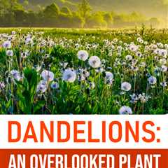 Dandelions: An Overlooked Plant with Remarkable Benefits