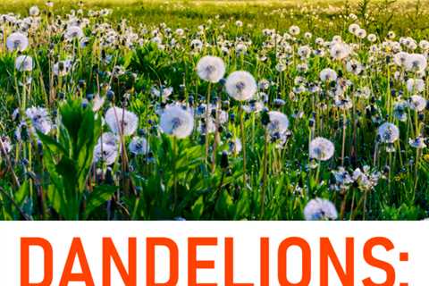 Dandelions: An Overlooked Plant with Remarkable Benefits