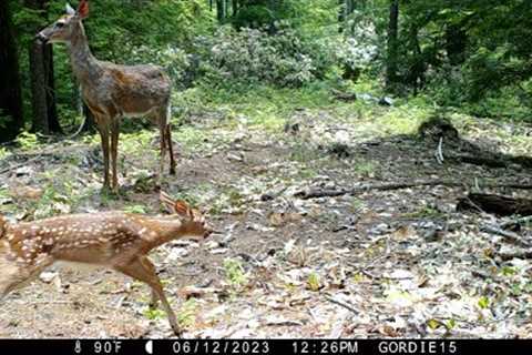 New Hampshire Trail cam videos- Spring 2023