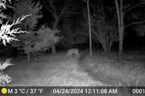 Ranch Trail Cam, May 1, 2024