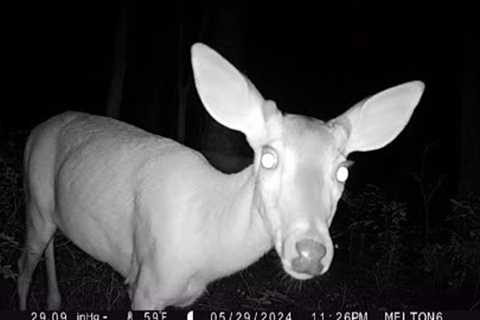 Weekly Trail Camera Check #8