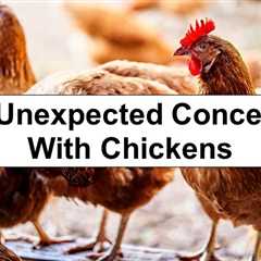 16 Unexpected Concerns When Raising Chickens