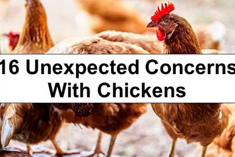 16 Unexpected Concerns When Raising Chickens