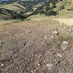Watch Where You Step—Can You Find the Hidden Rattlesnake?