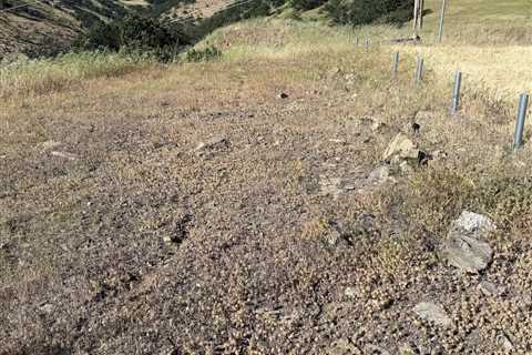 Watch Where You Step—Can You Find the Hidden Rattlesnake?