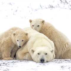 Polar Bear Playtime In The Snow Sparks Pure Joy Online