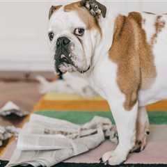 Dog Nearly Burns House Down After Chewing Through Heated Glove