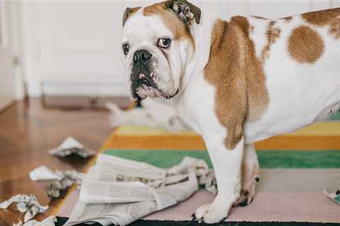 Dog Nearly Burns House Down After Chewing Through Heated Glove