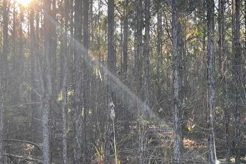 There’s More Than Meets the Eye: Can You Find the Opossum?