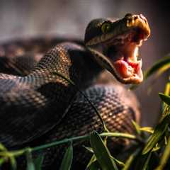 California Cyclist Died From Rattlesnake Bite: What To Do If You Are Bitten