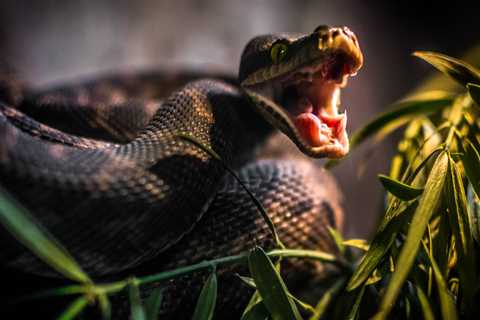 California Cyclist Died From Rattlesnake Bite: What To Do If You Are Bitten