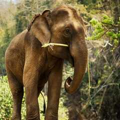 52-Year-Old Elephant Is Safely Returned After Miraculously Escaping Her Enclosure