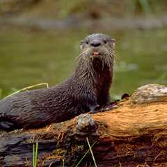 Family Attacked By River Otter Will Receive A Large Sum