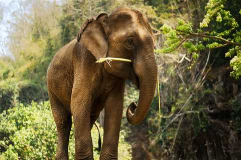 52-Year-Old Elephant Is Safely Returned After Miraculously Escaping Her Enclosure