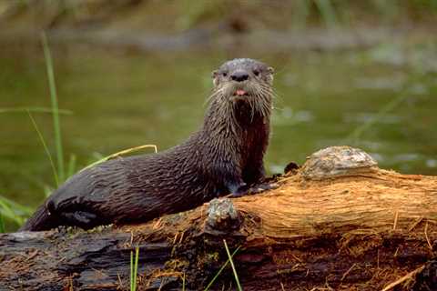 Family Attacked By River Otter Will Receive A Large Sum