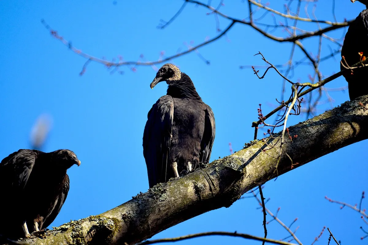 33 Dead Vultures Dumped at Great Smoky Mountains National Park
