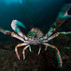 Viral Video: Crab Refuses to Let Fisherman Take Its Friend