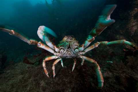 Viral Video: Crab Refuses to Let Fisherman Take Its Friend