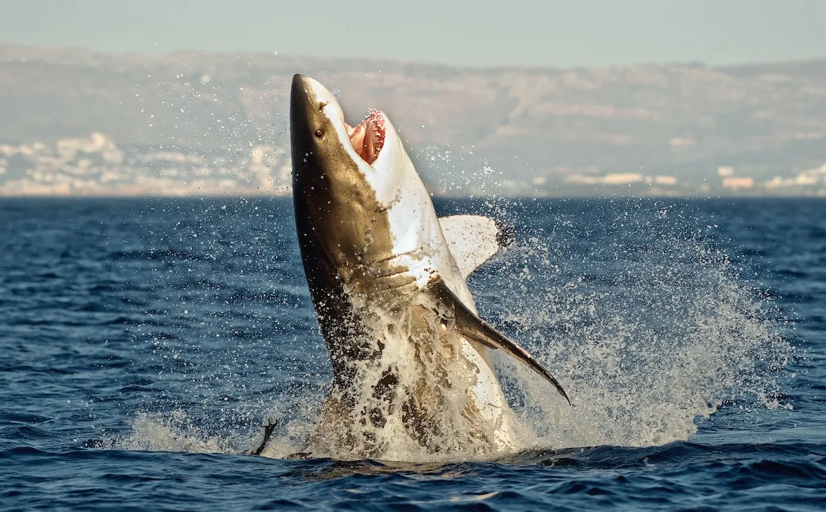 WATCH: Great White Shark Leaps Into Air Near Body Boarder