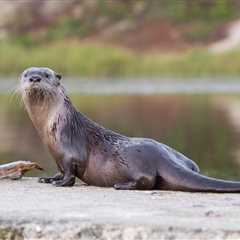 WATCH: Rare Video of Otters in Arizona’s Salt River