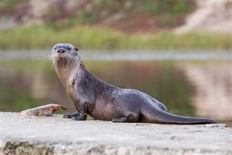 WATCH: Rare Video of Otters in Arizona’s Salt River